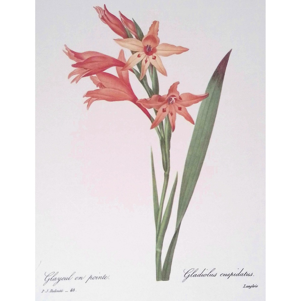 Redouté Gladiolus Vintage Botanical Flower Print Cottage Wall Art Floral Decor